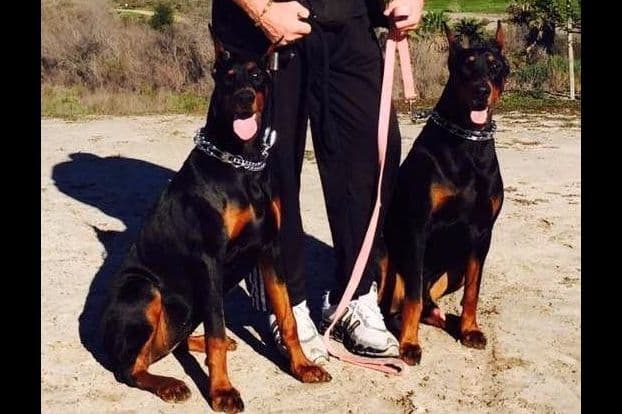 MELANISTIC BLACK MALE, 3/4 EURO Doberman Pinscher Pup breeder image 2