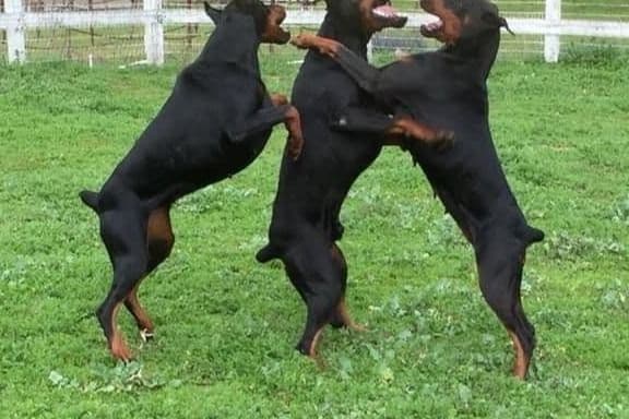 MELANISTIC BLACK MALE, 3/4 EURO Doberman Pinscher Pup breeder image 11
