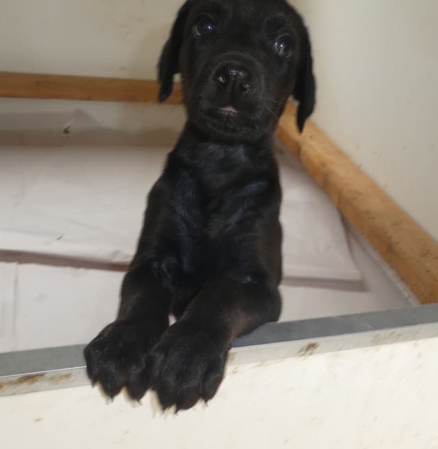 MELANISTIC BLACK MALE, 3/4 EURO Doberman Pinscher Pup media 2