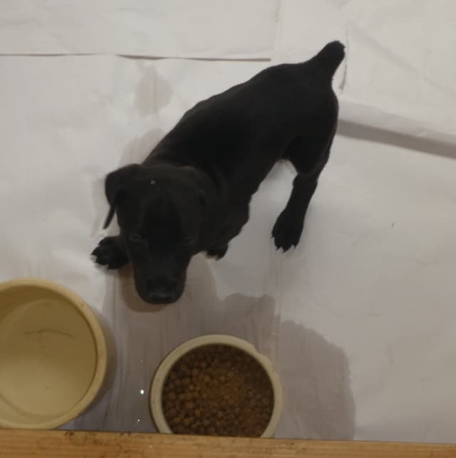 MELANISTIC BLACK MALE, 3/4 EURO Doberman Pinscher Pup media 3