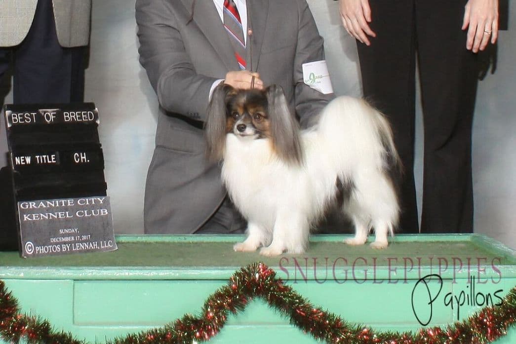 Female Champion sired Papillon Puppies breeder image 1