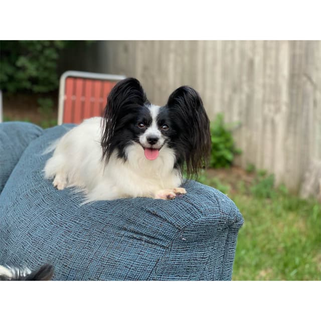 Multi CH pedigree Papillon Puppies media 2