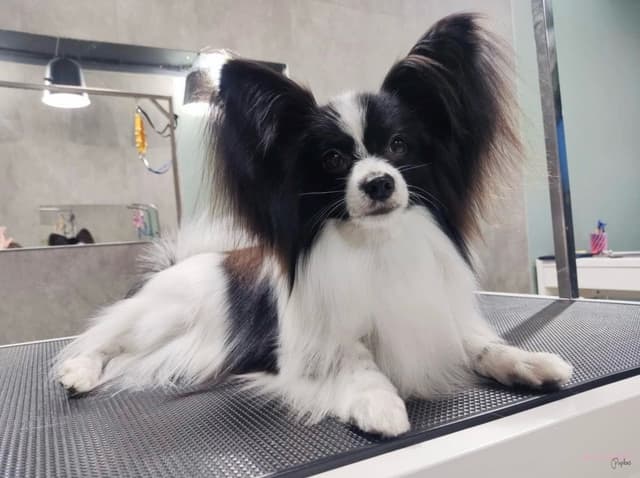Female Champion sired Papillon Puppies media 2