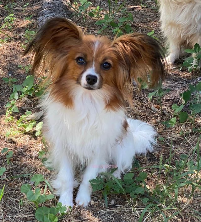 Female Champion sired Papillon Puppies media 3