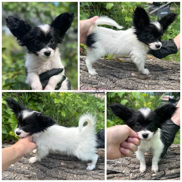 Multi CH pedigree Papillon Puppies media 4