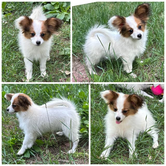 Female Champion sired Papillon Puppies media 4