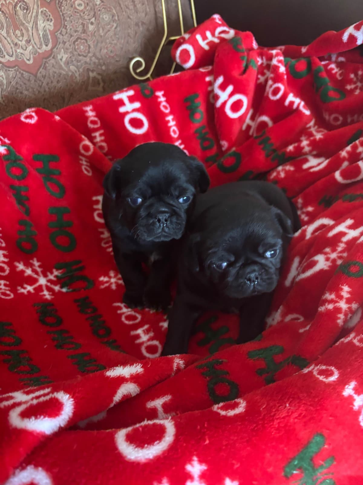 Pug Puppies breeder image 1
