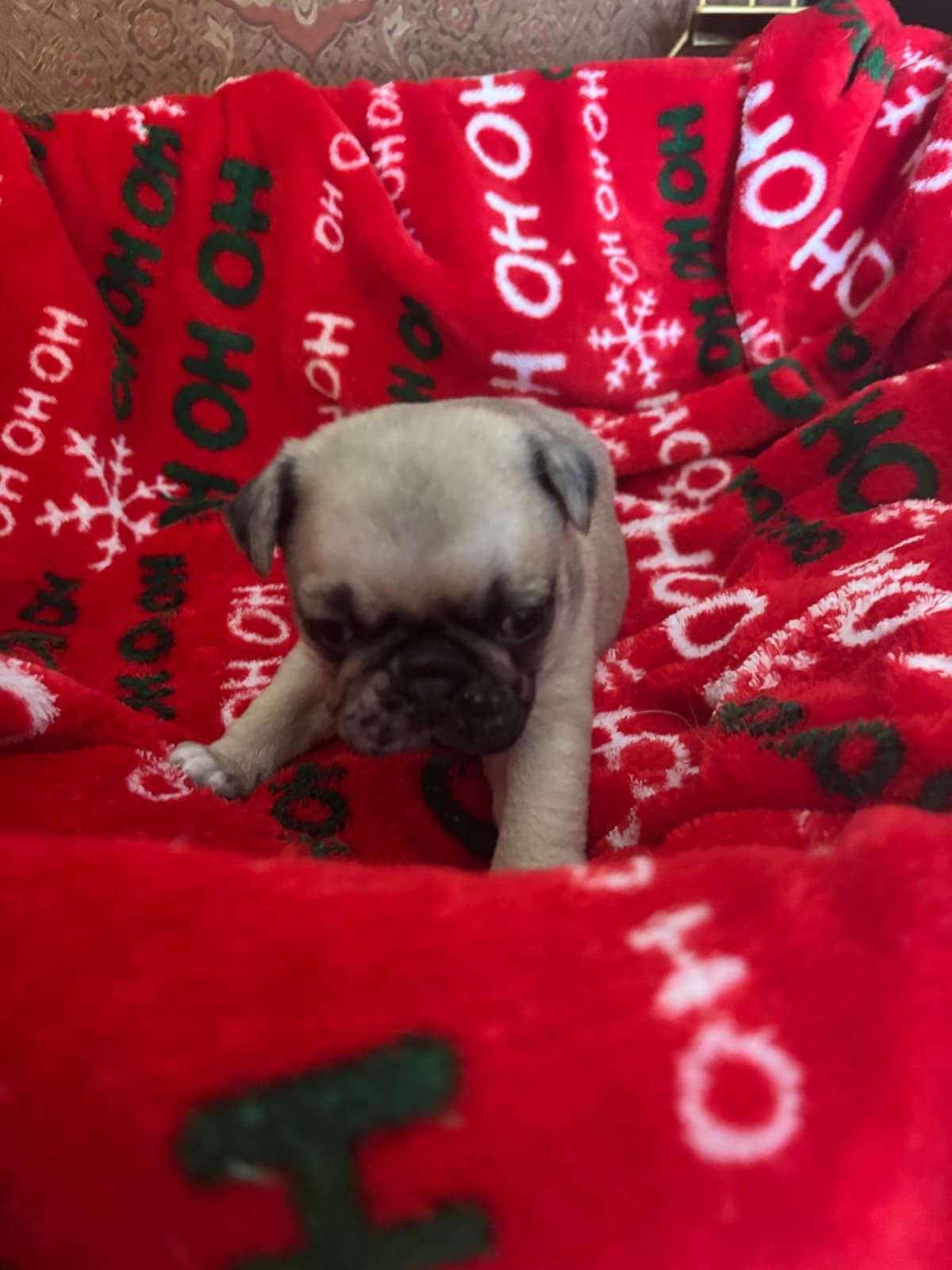 Pug Puppies breeder image 2