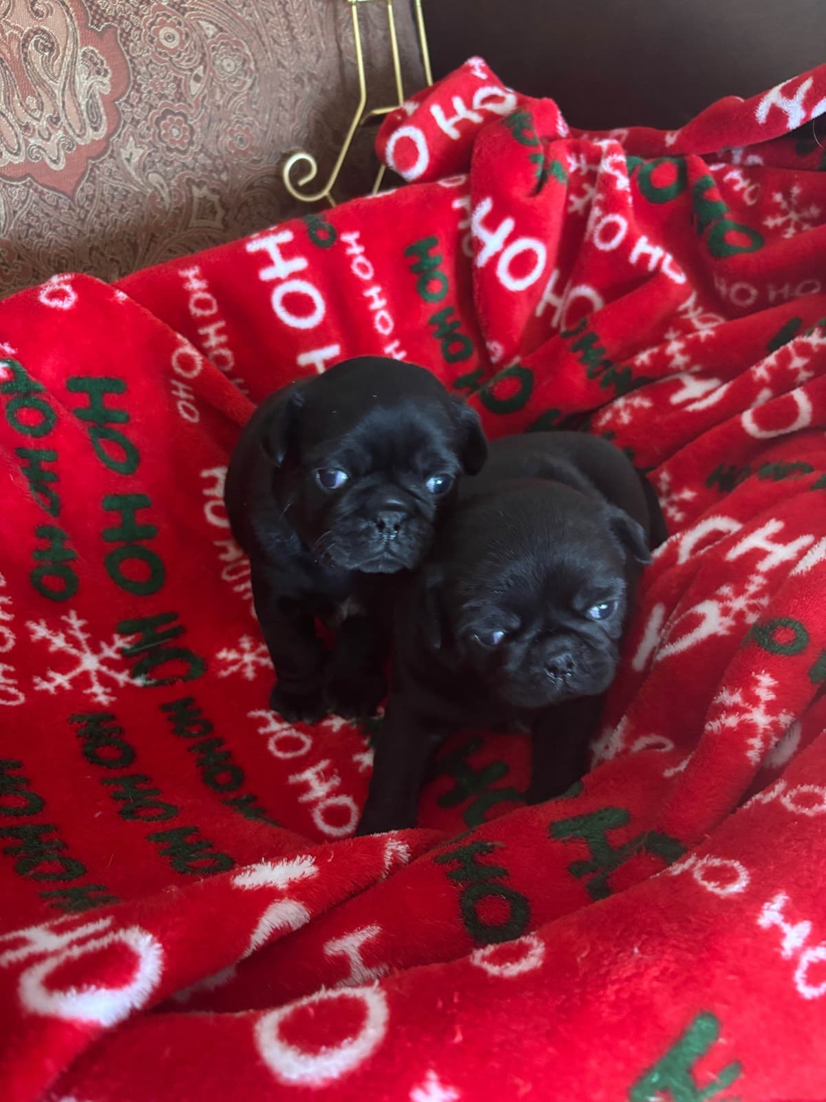 Pug Puppies breeder image 5