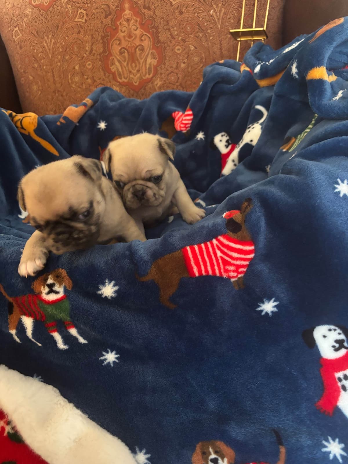 Pug Puppies breeder image 4