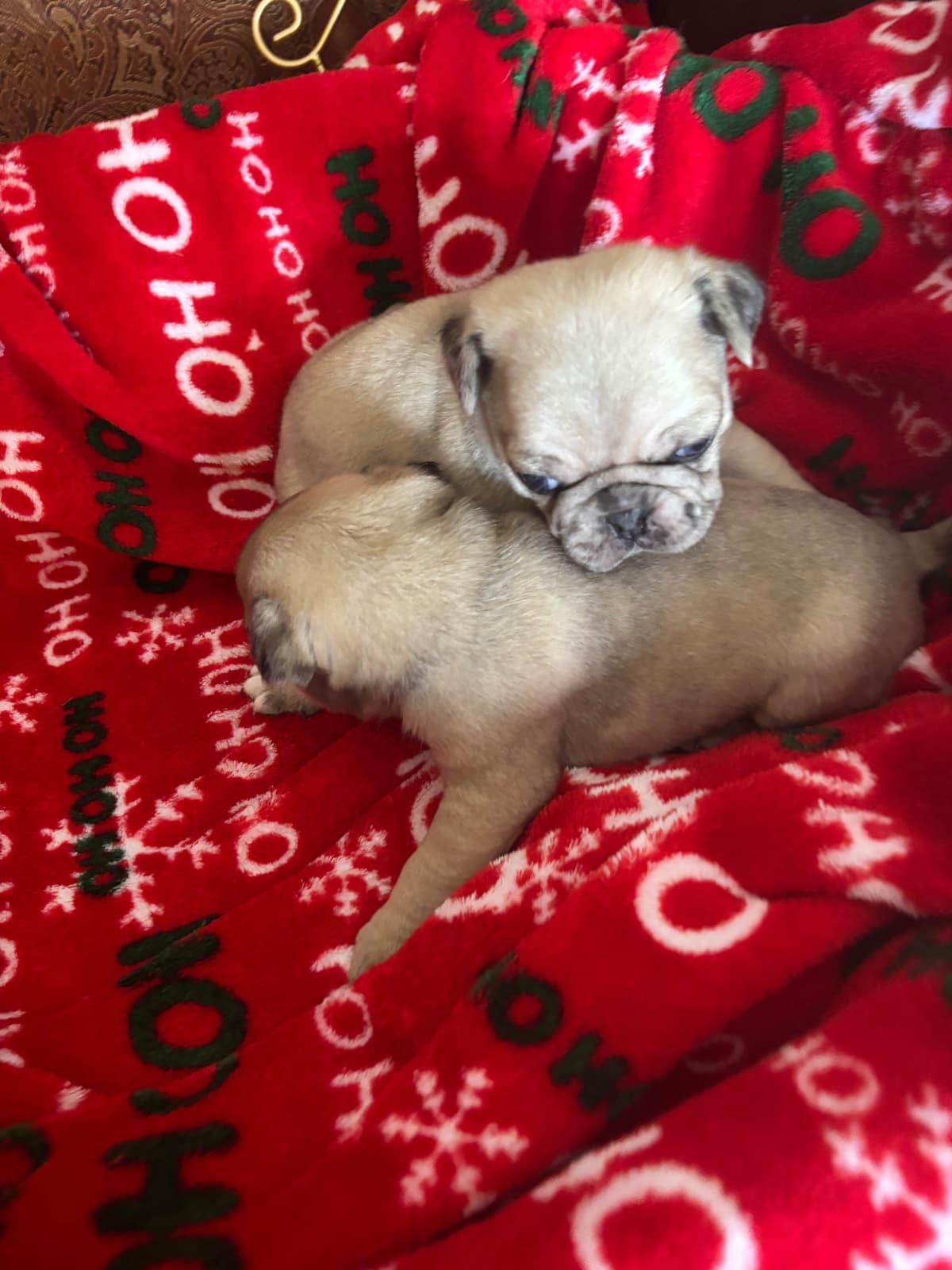Pug Puppies breeder image 6