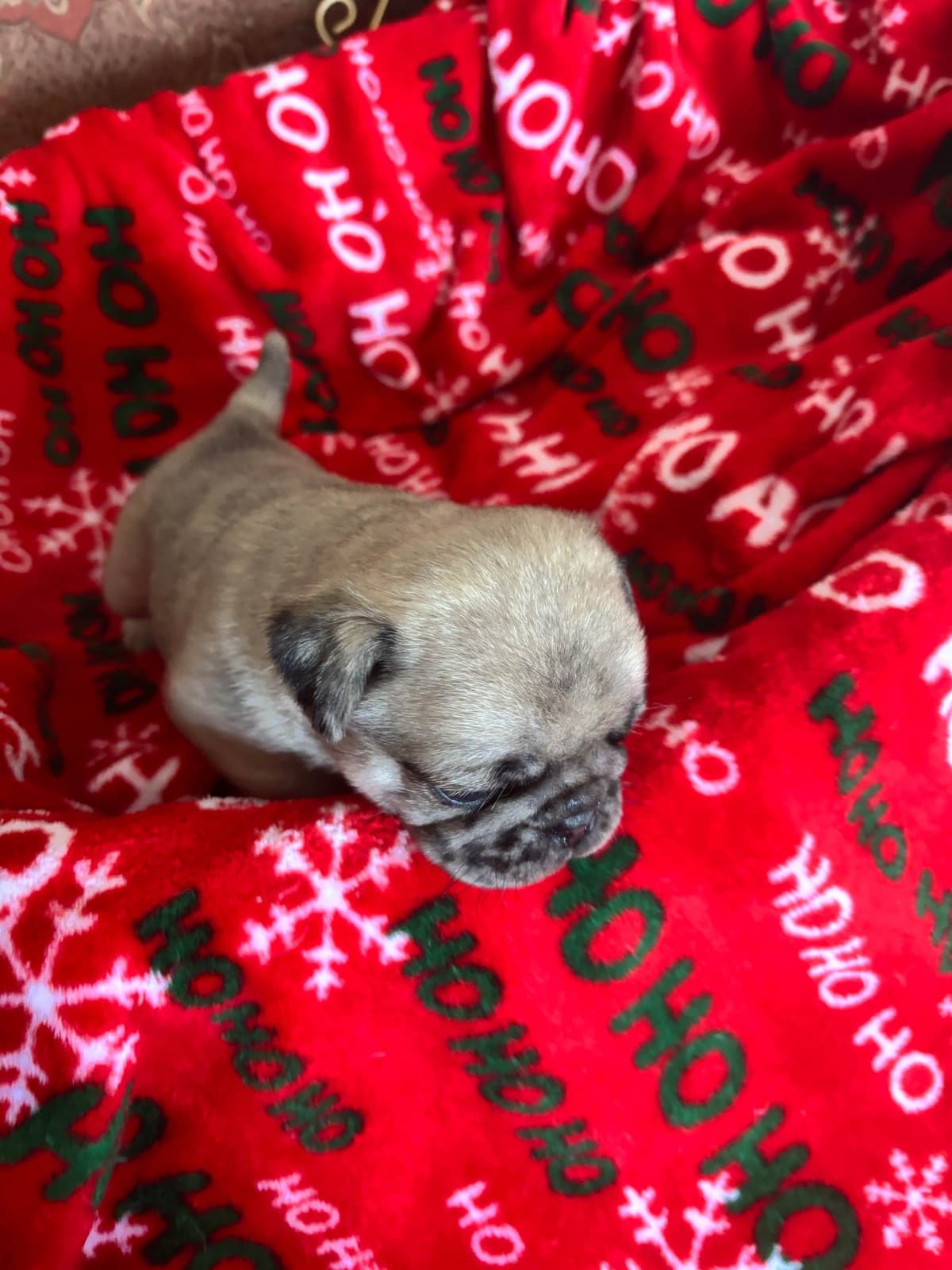 Pug Puppies breeder image 7