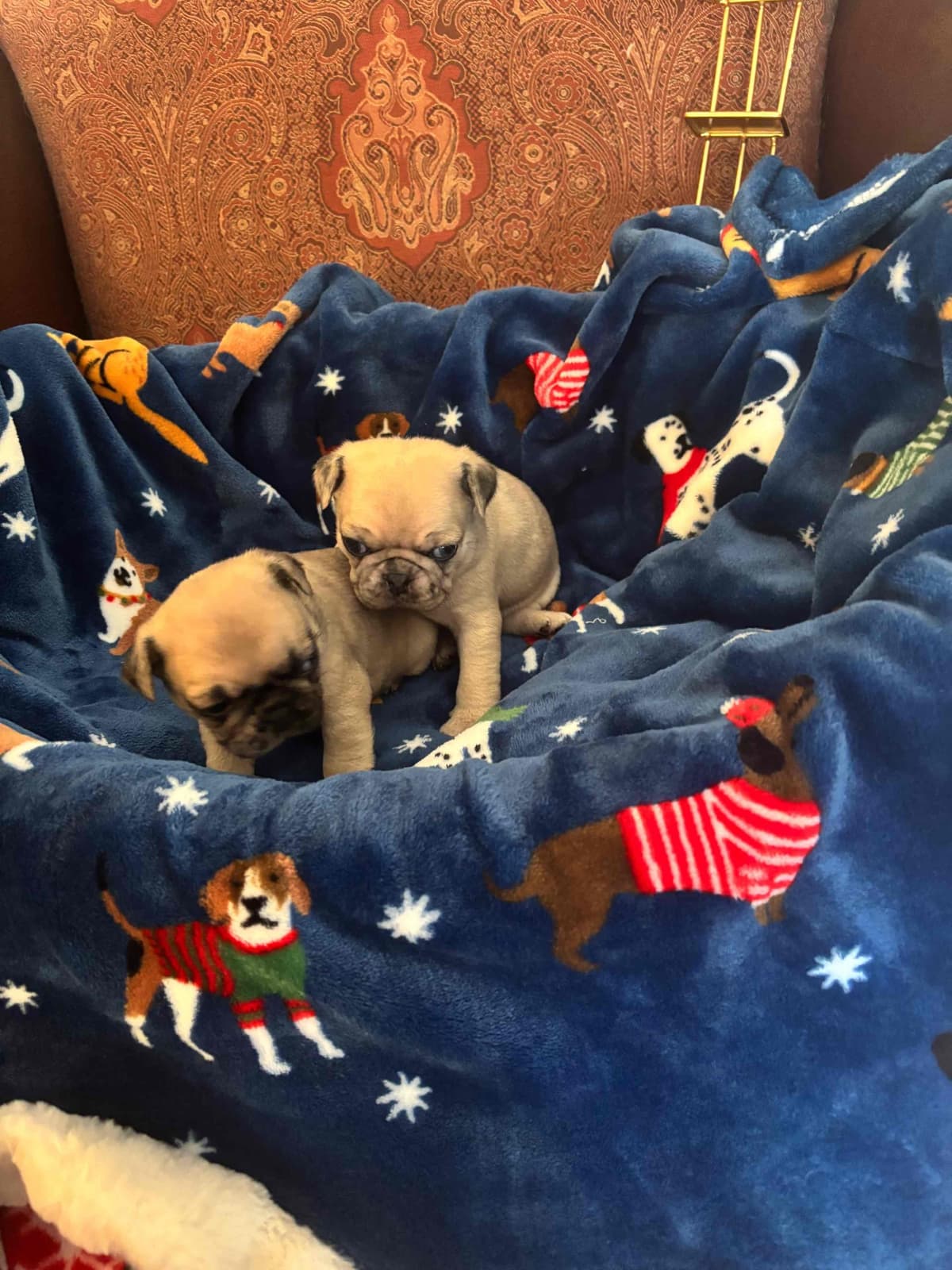 Pug Puppies breeder image 9