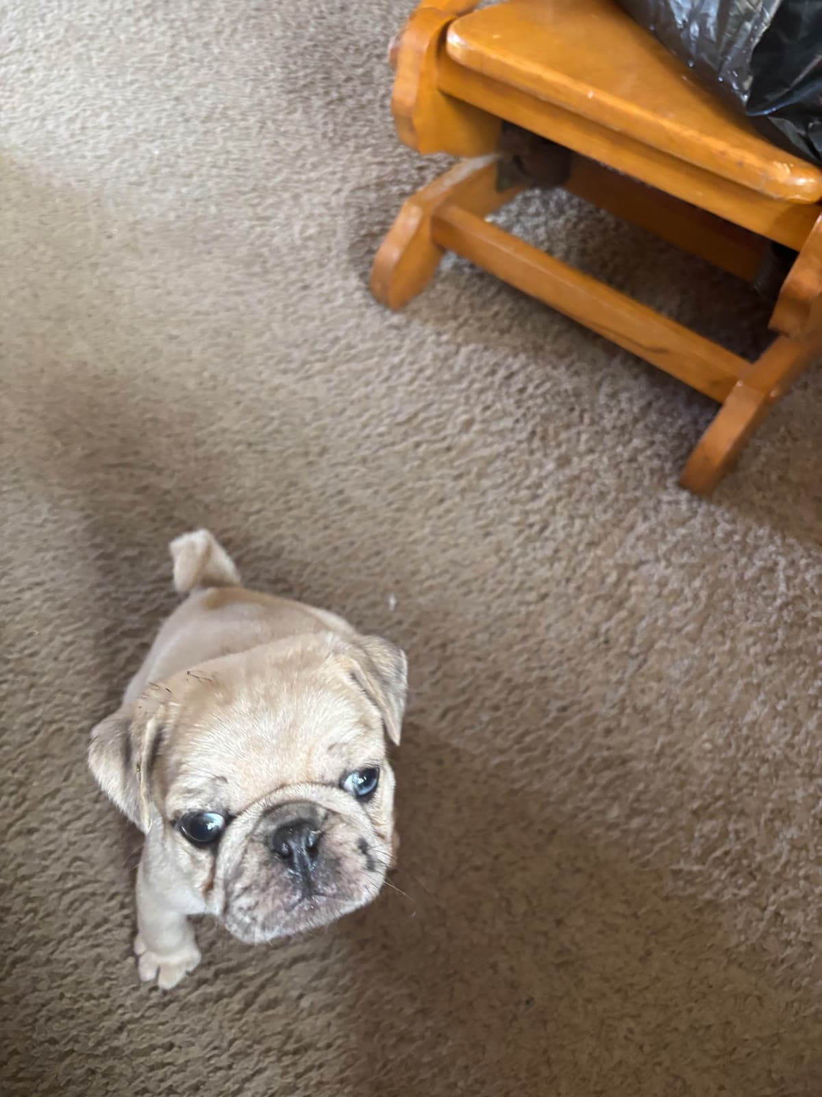Pug Puppies breeder image 10