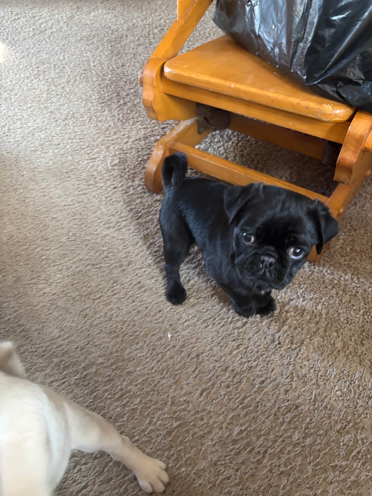 Pug Puppies breeder image 11