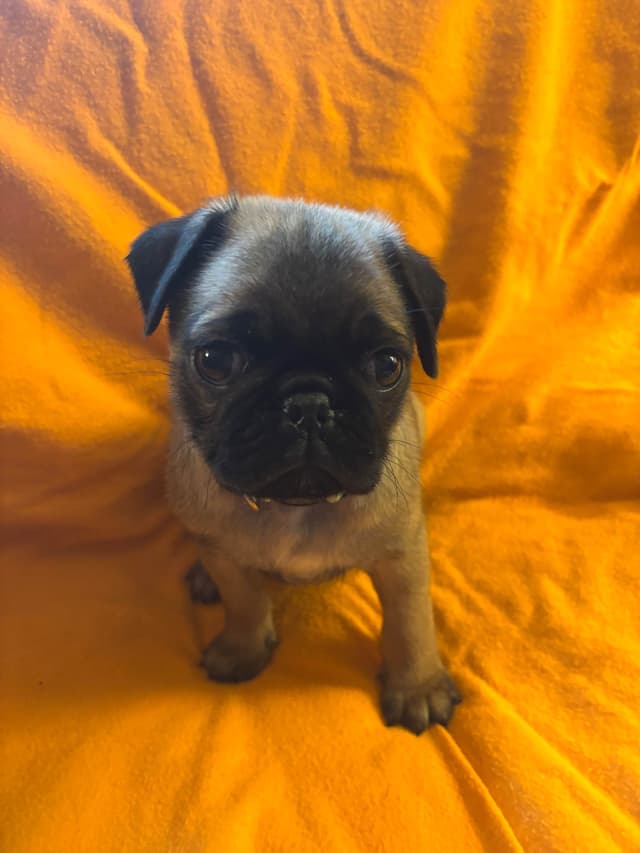 Pug Puppies media 2