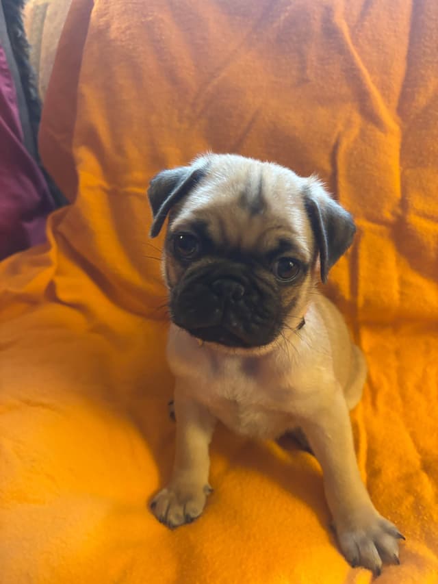 Pug Puppies media 3