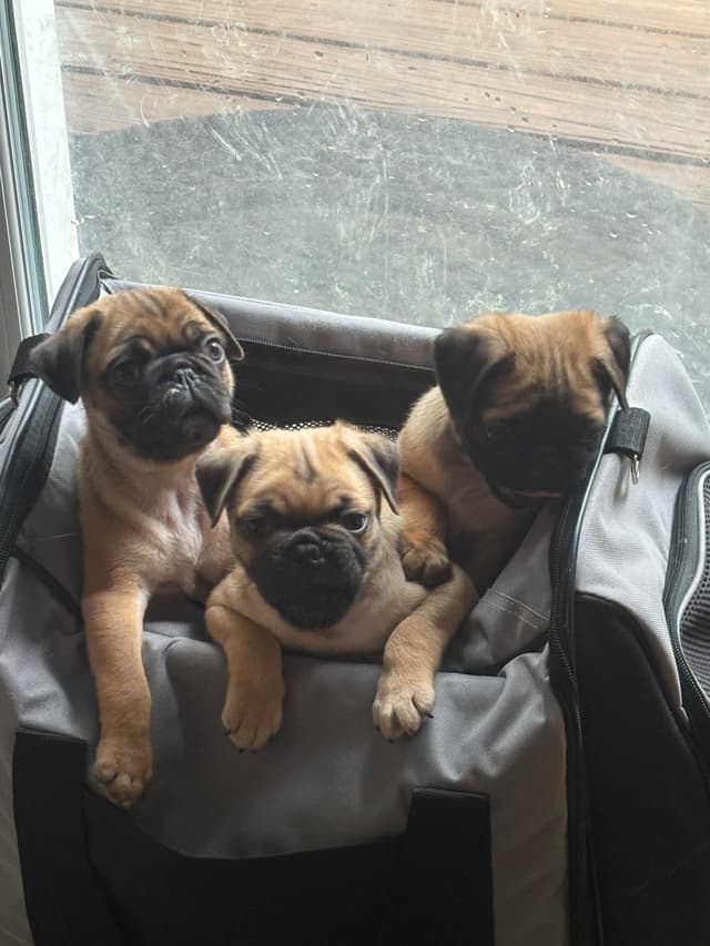 Pug Puppies media 4