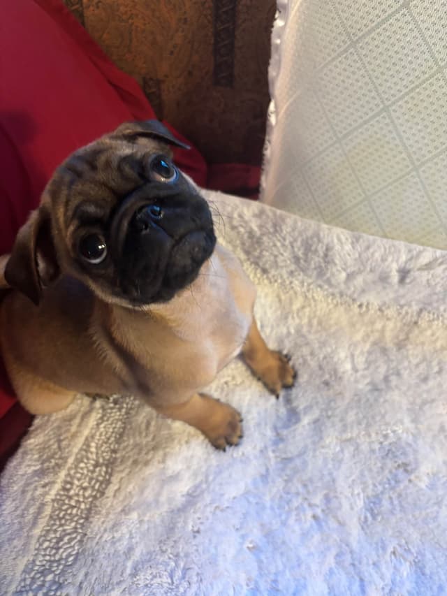 Pug Puppies media 2