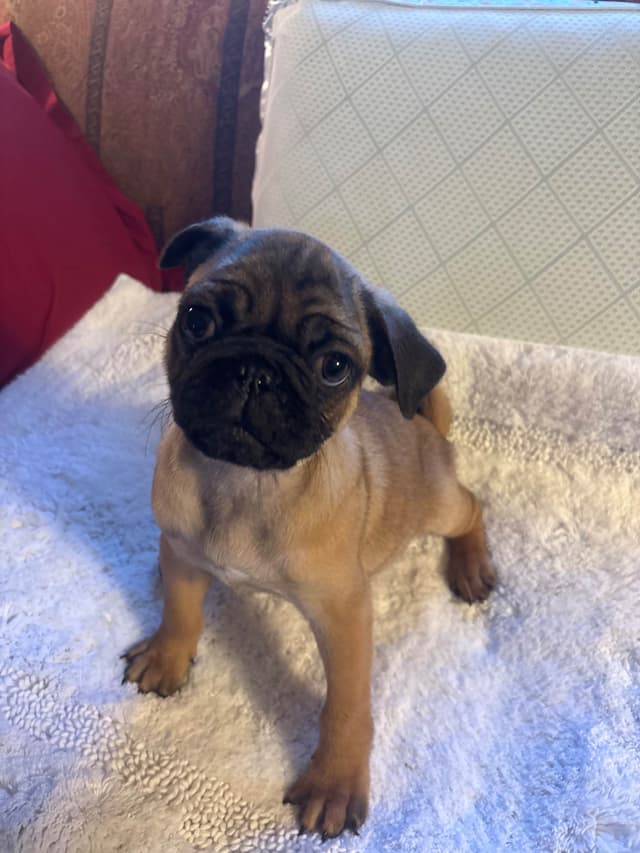 Pug Puppies media 4