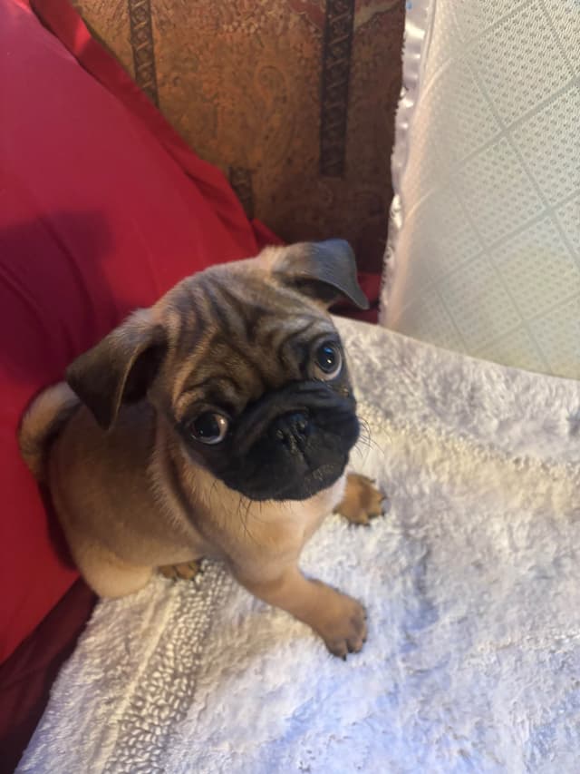 Pug Puppies media 5