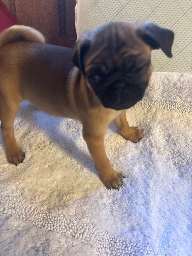 Pug Puppies media 7
