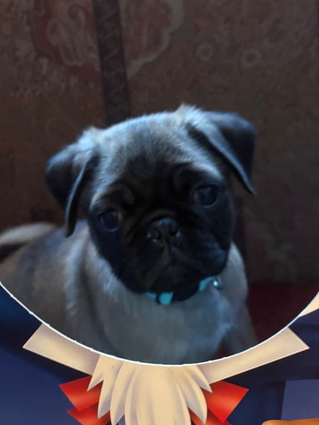Pug Puppies media 6