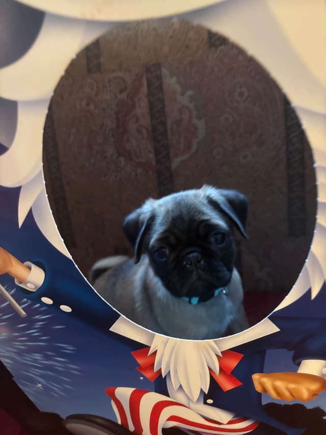 Pug Puppies media 8