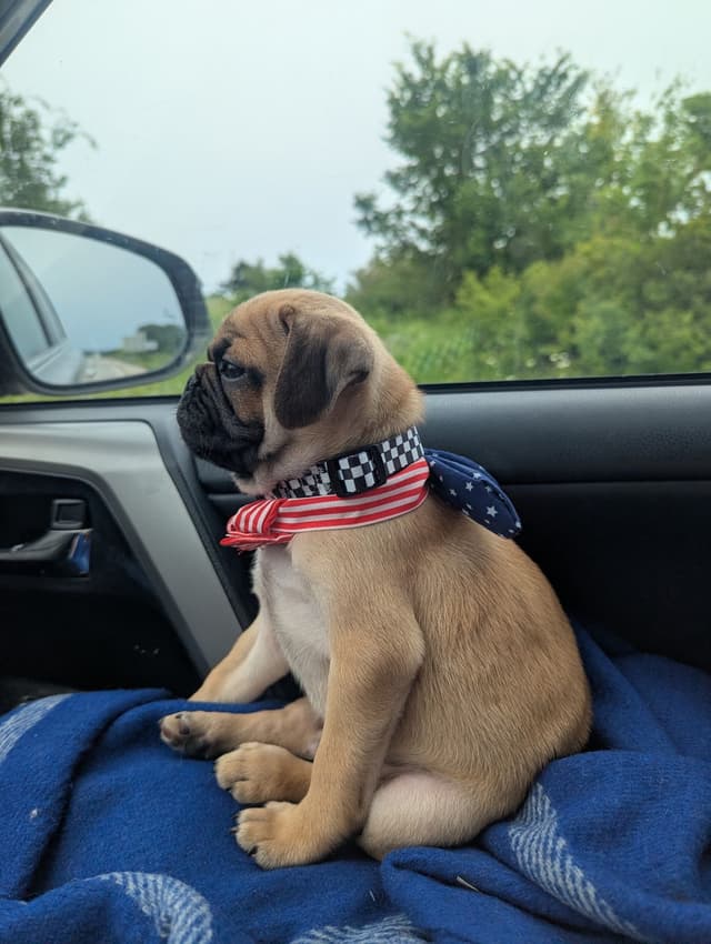 Pug Puppies media 9