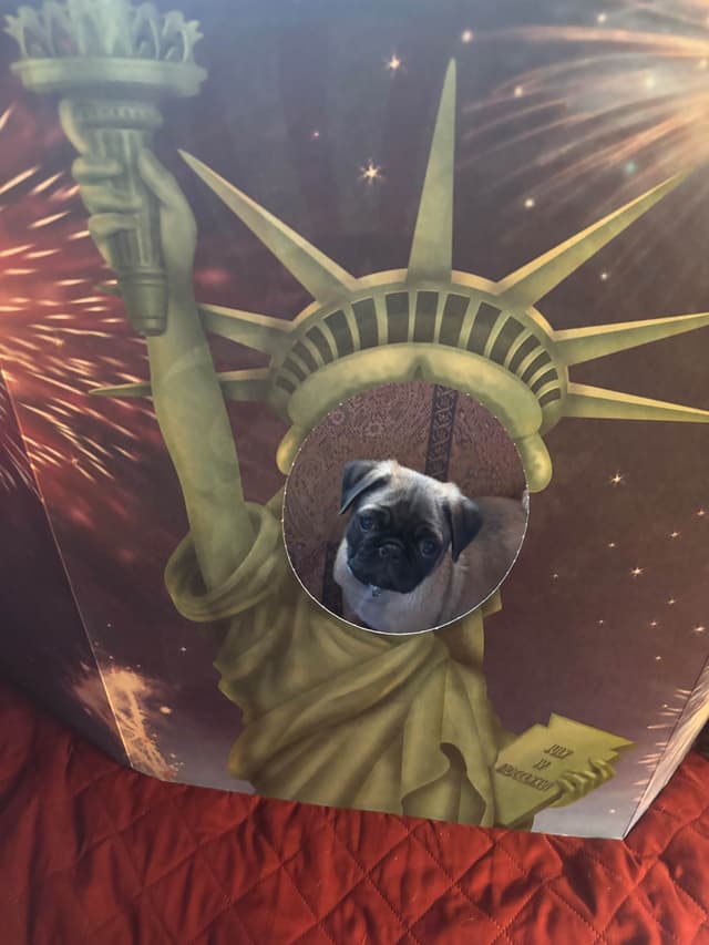 Pug Puppies media 11