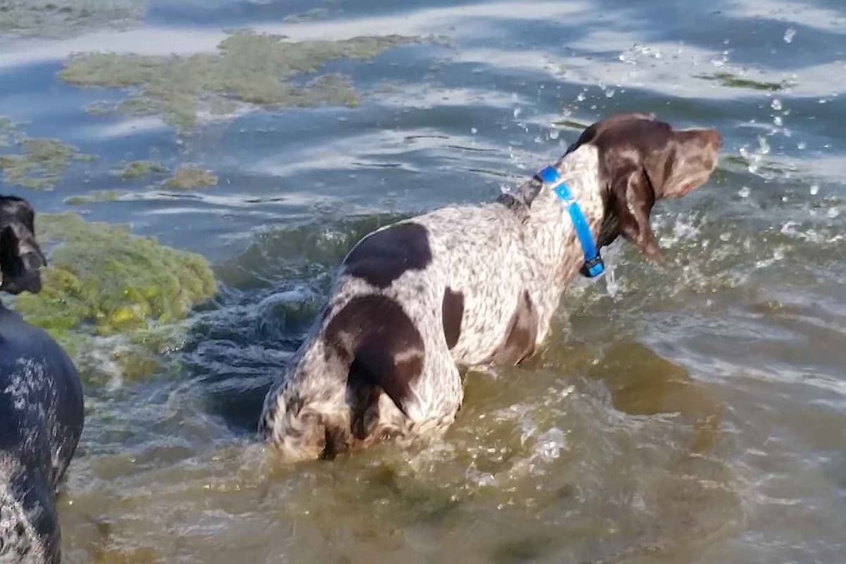 Cheesy Poof & GW's GSP Puppies breeder image 2