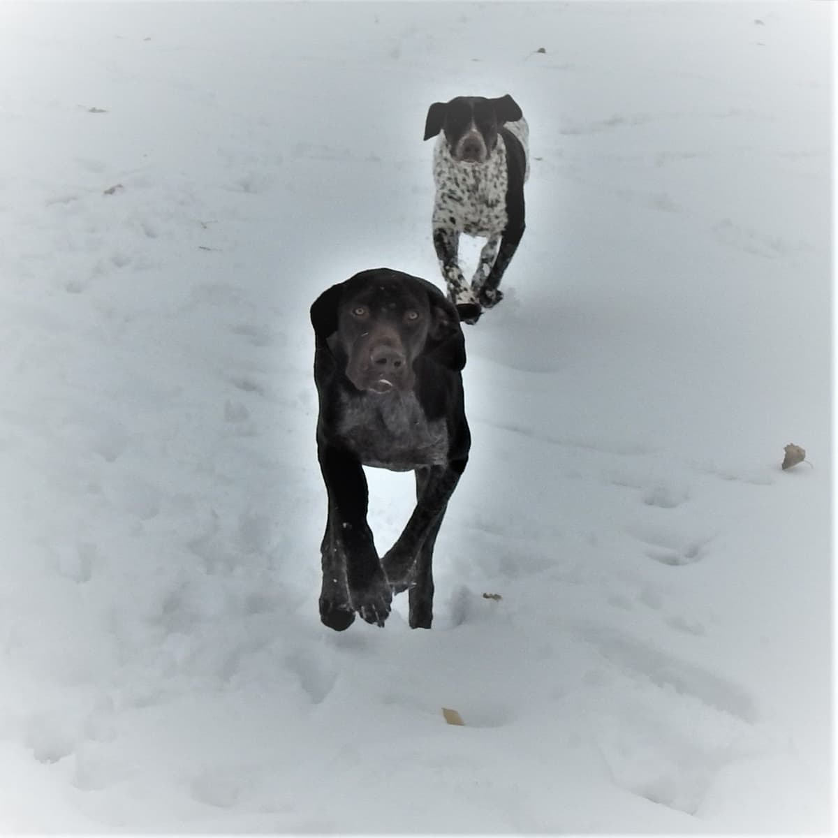 Cheesy Poof & GW's GSP Puppies breeder image 6