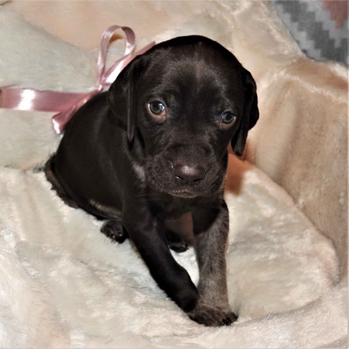 Cheesy Poof & GW's GSP Puppies breeder image 5