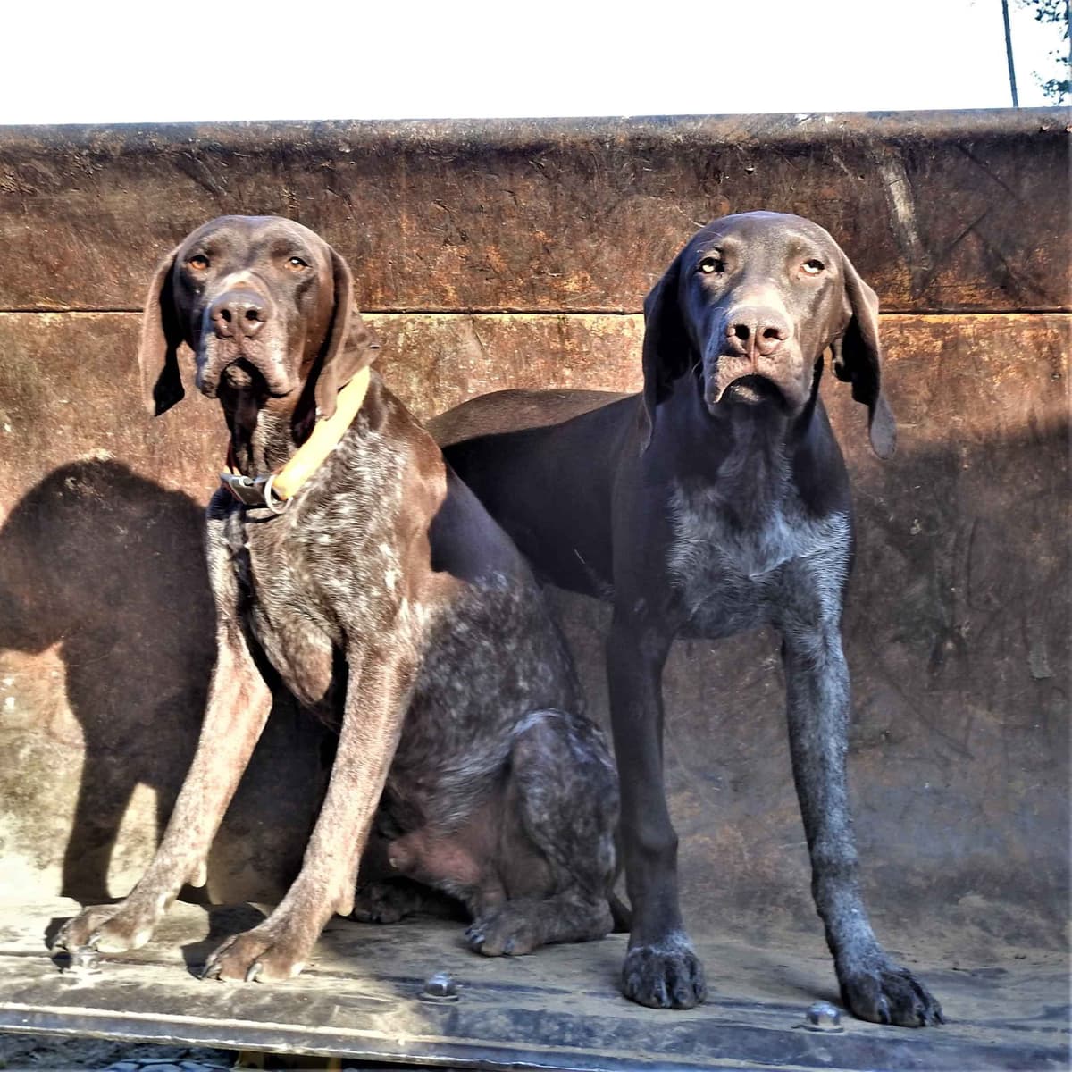 Cheesy Poof & GW's GSP Puppies breeder image 8