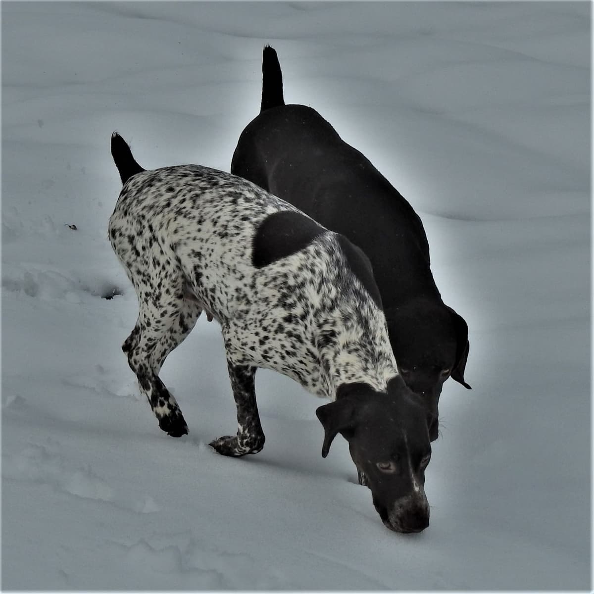 Cheesy Poof & GW's GSP Puppies breeder image 11