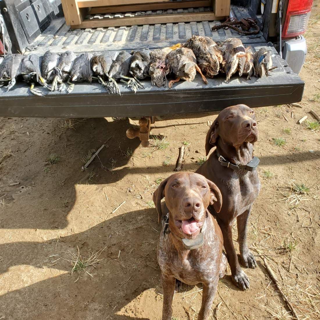 Cheesy Poof & GW's GSP Puppies breeder image 7