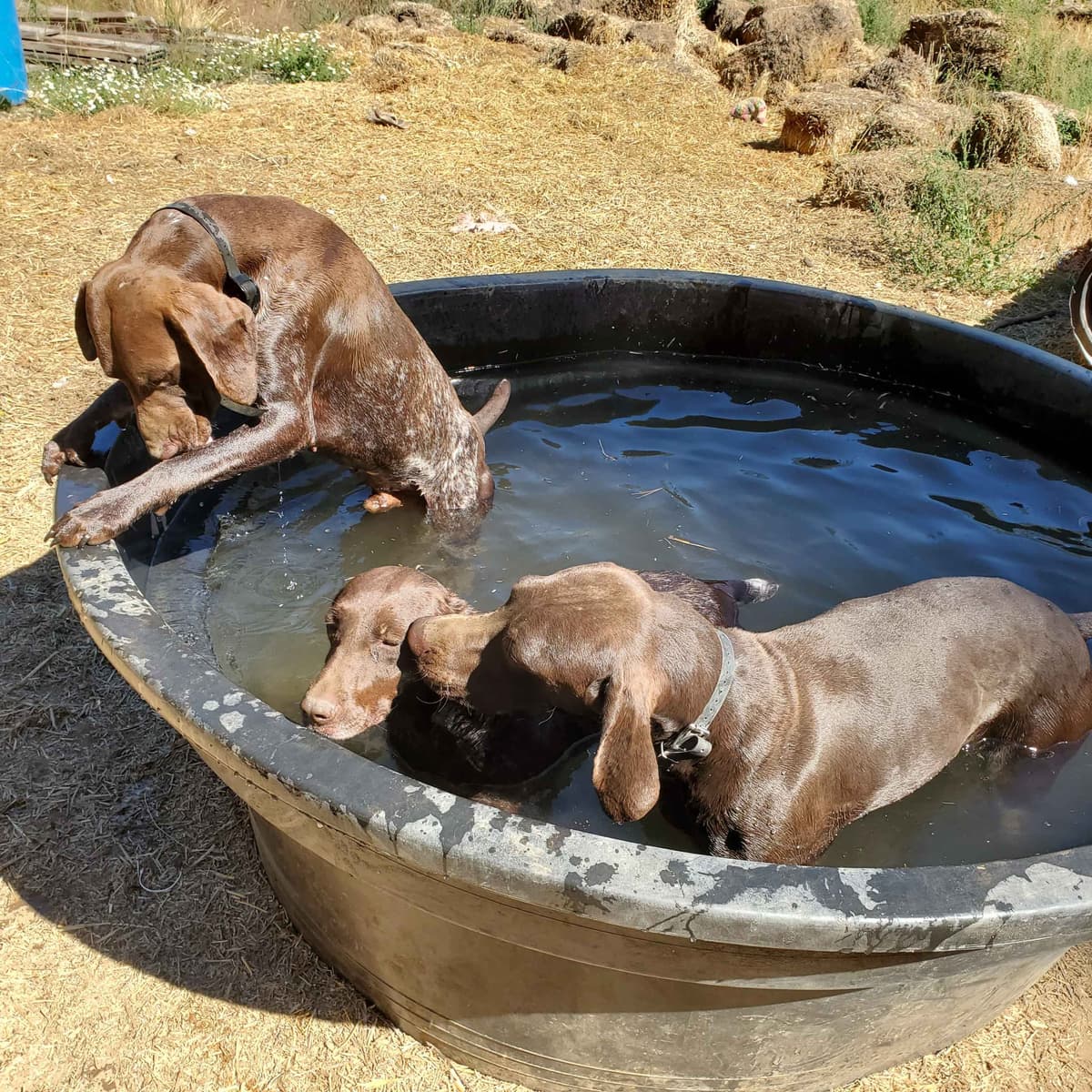 Cheesy Poof & GW's GSP Puppies breeder image 10