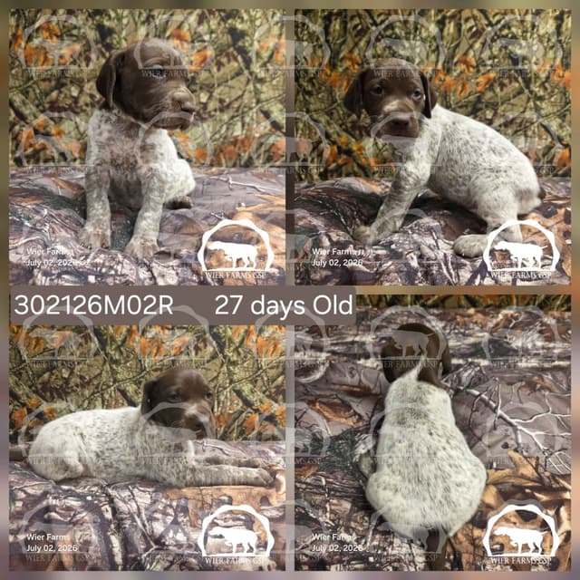 Cheesy Poof & GW's GSP Puppies media 2