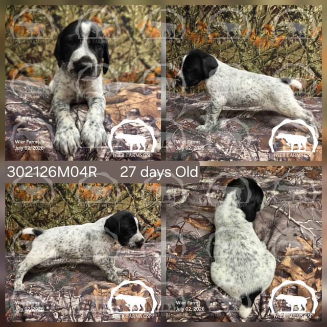 Cheesy Poof & GW's GSP Puppies media 4