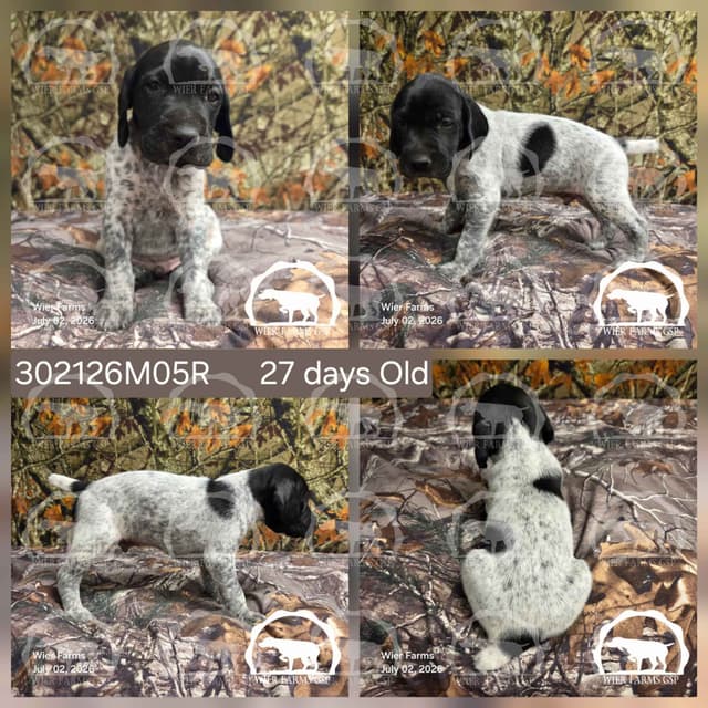 Cheesy Poof & GW's GSP Puppies media 5