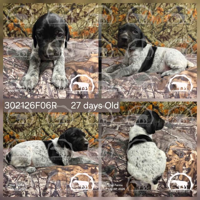 Cheesy Poof & GW's GSP Puppies media 6
