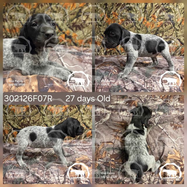 Cheesy Poof & GW's GSP Puppies media 7