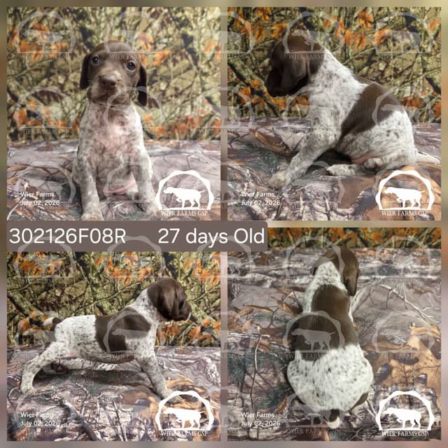 Cheesy Poof & GW's GSP Puppies media 8