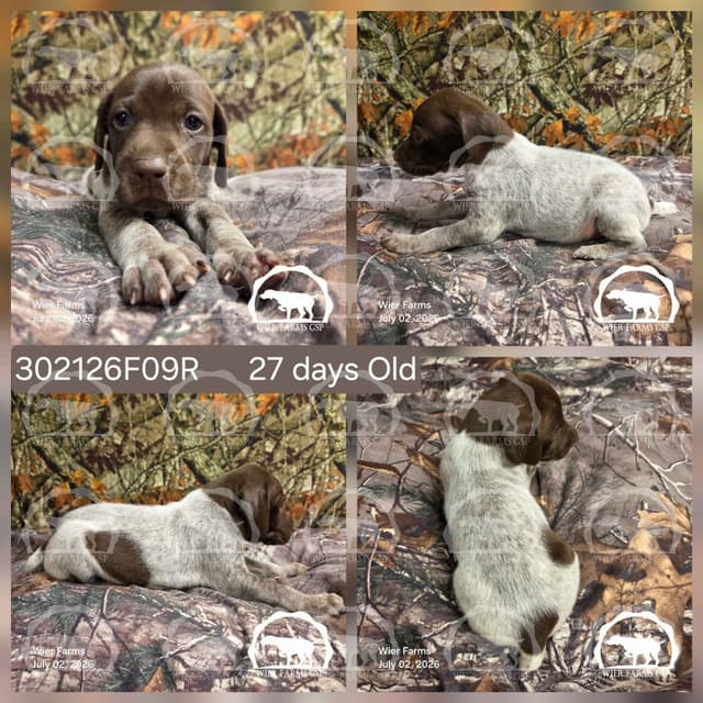 Cheesy Poof & GW's GSP Puppies media 9