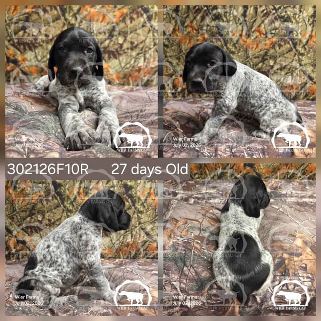 Cheesy Poof & GW's GSP Puppies media 10