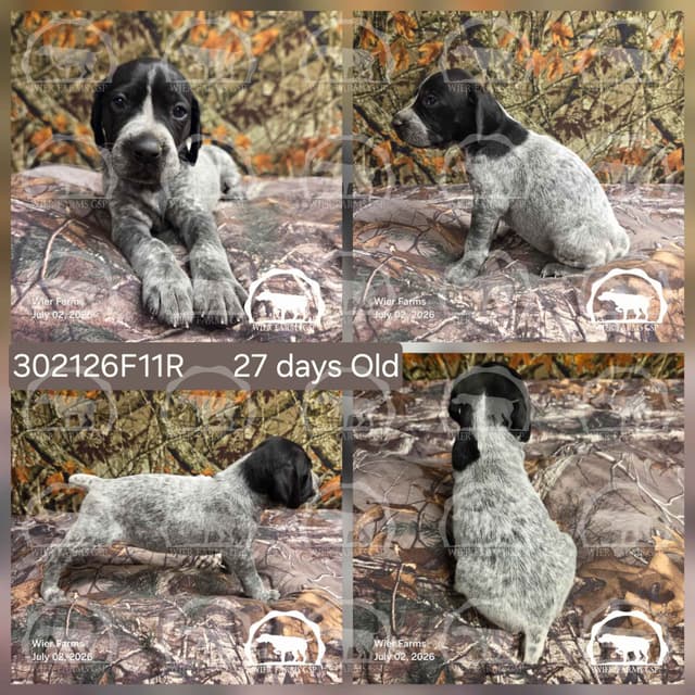 Cheesy Poof & GW's GSP Puppies media 11