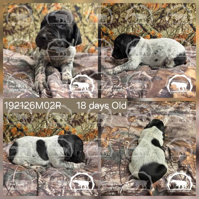 Stormy & GW's Puppies media 2