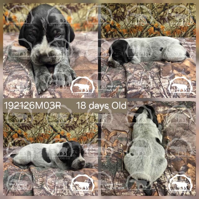 Stormy & GW's Puppies media 3
