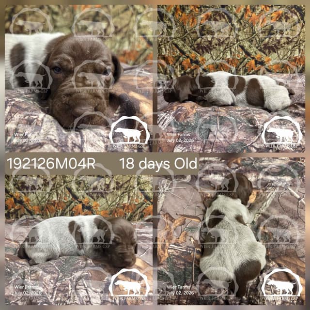 Stormy & GW's Puppies media 4