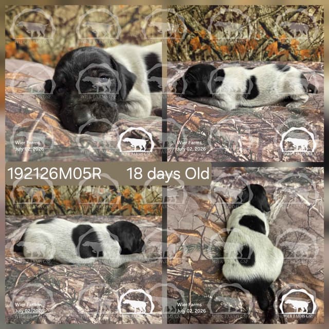 Stormy & GW's Puppies media 5